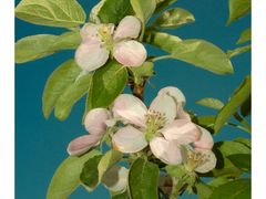 -清真全盛斋传统糕点(西羊市店)