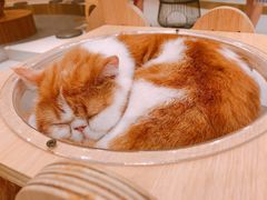 -飞行喵MR PILOT|猫舍·猫咖(静安大融城店)