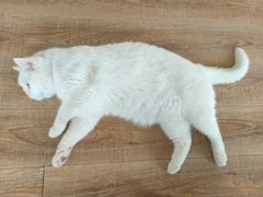 -猫的茶·猫咖
