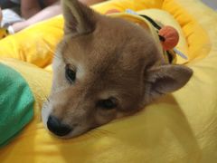 -逗柴咖啡屋·狗咖猫咖宠物桌游