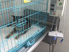 -思宇宠物医院