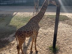 -鄂尔多斯野生动物园