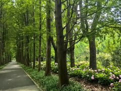 -上海滨江森林公园