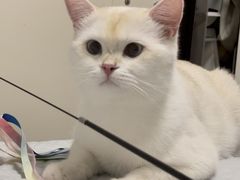 -猫十亿·布偶金渐层·曼基康矮脚猫舍(青年路店)
