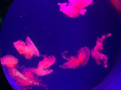 -广州海洋馆