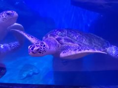 -海合安武汉极地海洋公园