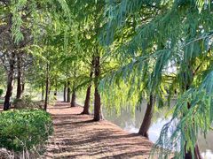 -上海海湾国家森林公园