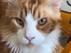 -平行世界·猫咖(首经贸店)
