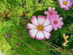 -武清南湖绿博园