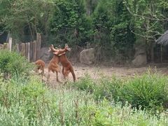 -北京野生动物园