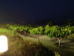 -渔家火锅·海鲜自助餐·演艺(亚龙湾天域酒店)