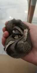 -Moni星球萌宠·小马宝莉·灵蛇·高端高阶全萌宠互动体验俱乐部(红豆国际广场店)