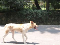 -之江大学-旧址