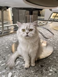-风生造型