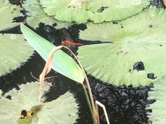-五缘湾湿地公园