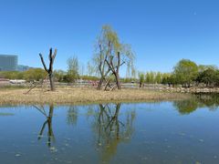 -大兴滨河森林公园