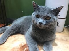 -猫亿天猫咖