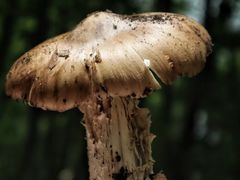 -缙云山景区