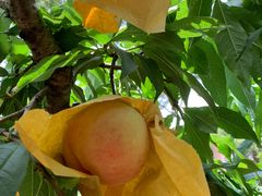 -老袁家蜜桃农场·阳山水蜜桃