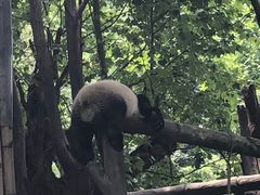 -都江堰中华大熊猫苑