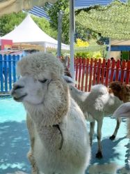 -萌宠亲子动物乐园(槐房万达店)