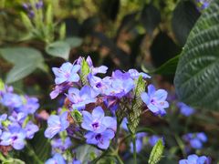 -香蜜公园