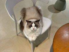 -藏猫猫咖啡主题馆(中央大道店)