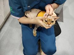 -瑞派动物医院·绝育·犬猫全科·预防医学(光景江南中店)