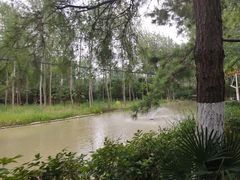 -合肥滨湖国家森林公园