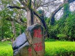 -瑞丽独树成林风景区