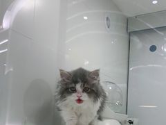 -1013 PET SHOP精品宠物商店(丁香店)