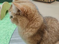 -爪爪喵星球·猫舍(卓悦中心店)
