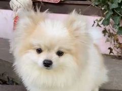 -汪说喵讲宠物乐园宠物酒店(红星美凯龙店)