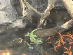 -上海大自然野生昆虫馆(东方明珠·爬宠昆虫探索中心)