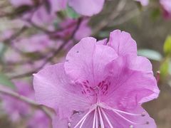 -黑龙江省森林植物园