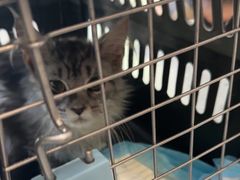 -瑞派伍一宠物医院·眼科·骨科·猫科转诊中心(马王堆院)