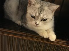 -more than meow吴止猫主题餐厅(承德 中船汇店)