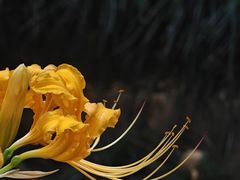 -乌山风景区