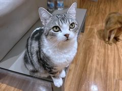 -MOCHA明星猫咖(田子坊店)
