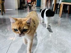 -猫小院猫主题餐厅(南锣旗舰店)