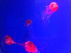 -芜湖新华联大白鲸海洋公园