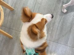 -宠颐生美多格动物医院骨科·影像科新北转诊中心(汉江路店)