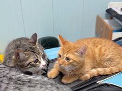 -纳吉亚猫专科动物诊疗中心(蒋宅口分院)