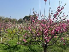 -南汇桃花村