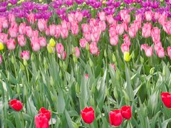 -洛阳郁金香牡丹园
