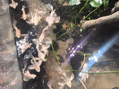 -正佳雨林生态植物园