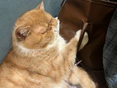 -滚猫咖啡·猫咖·猫友好撸猫(未来城店)