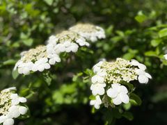 -陆家嘴中心绿地