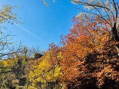 -大岭沟猕猴桃谷风景区