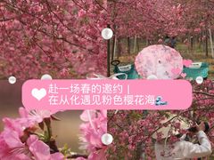 -天适樱花悠乐园